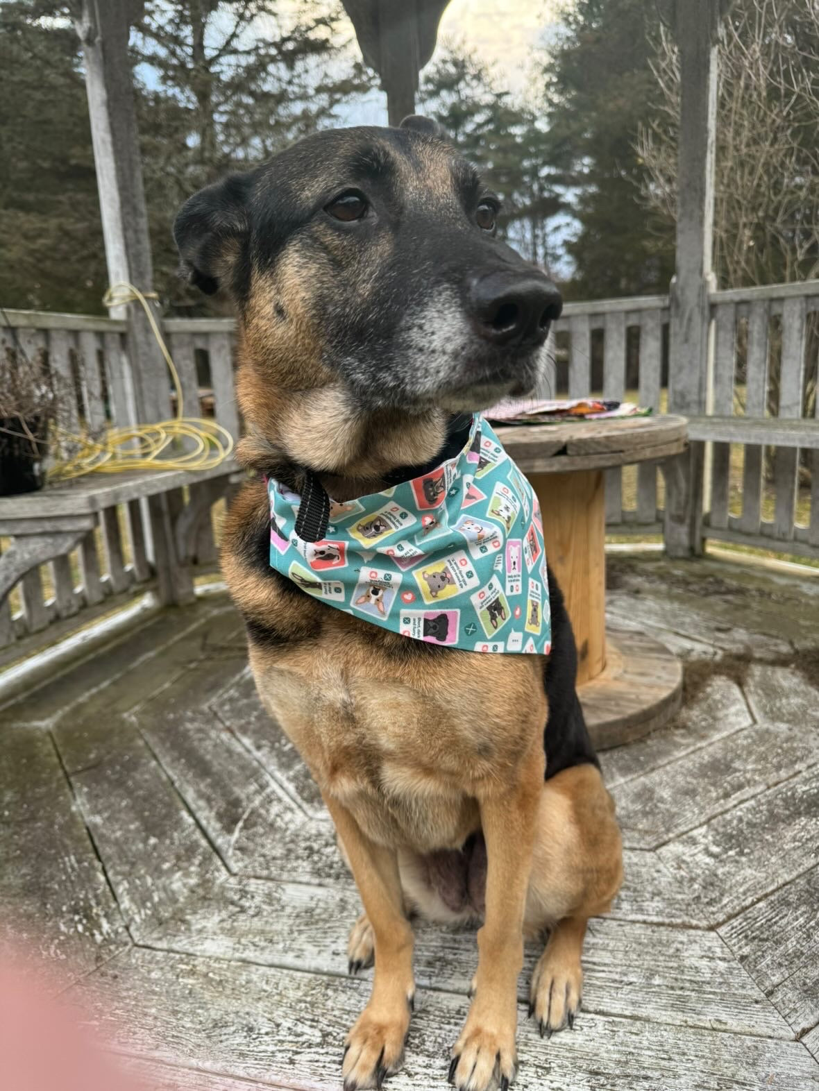 Swipe Right / Reversible / Over-the-Collar / Pet Bandana / CLEARANCE