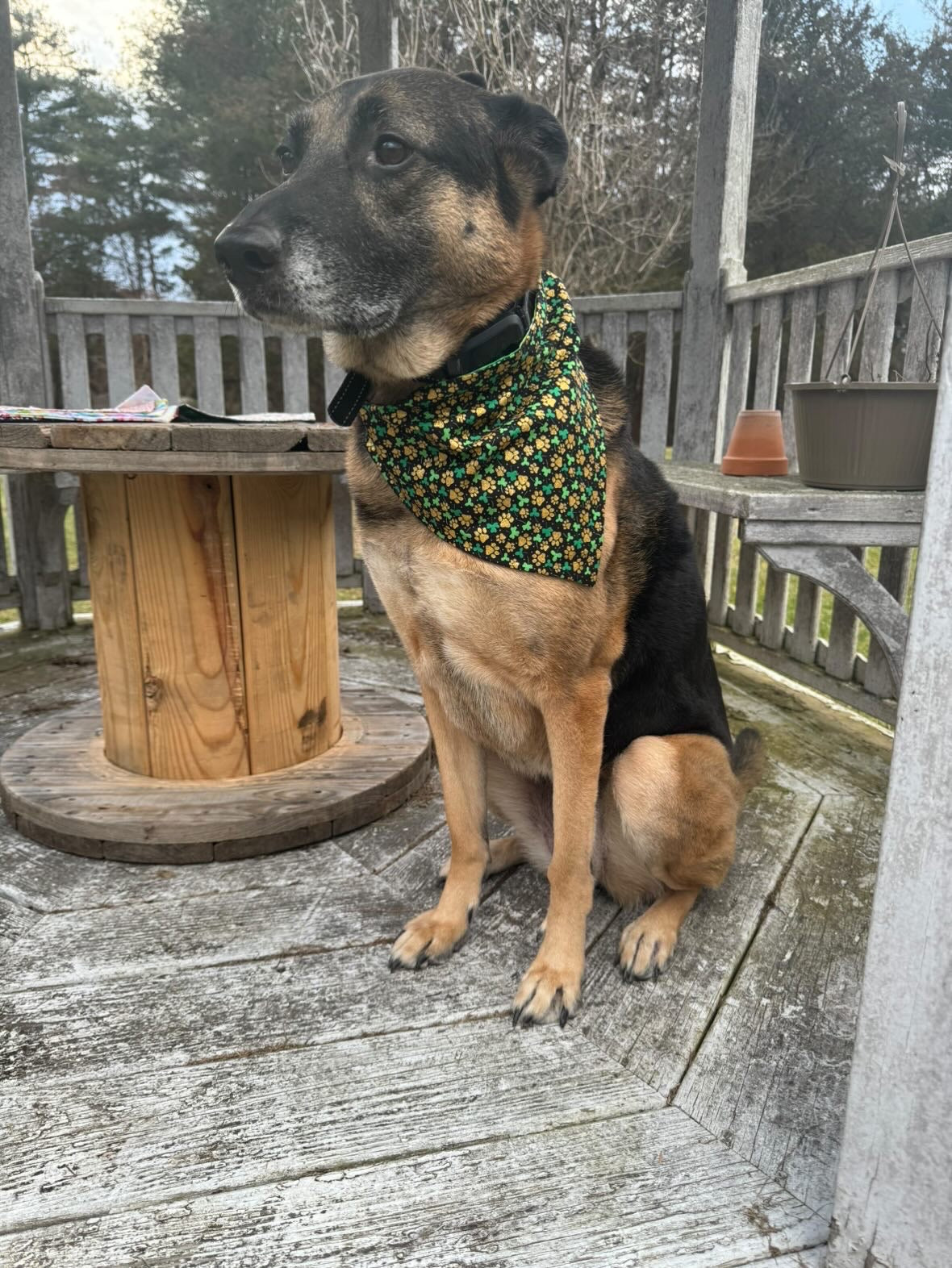 Pawfect Luck / Reversible / Over-the-Collar / Pet Bandana / CLEARANCE