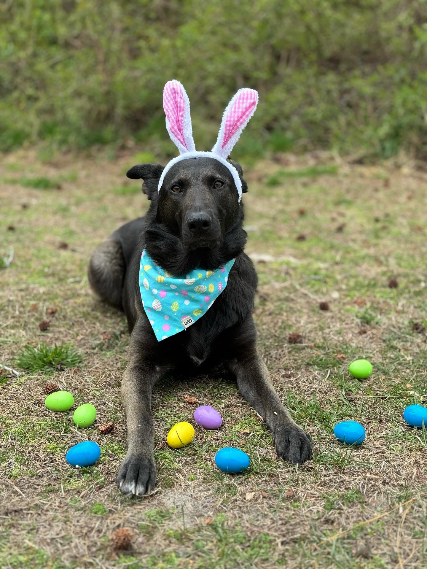 Pastel Easter / Reversible / Over-the-Collar / Pet Bandana / CLEARANCE