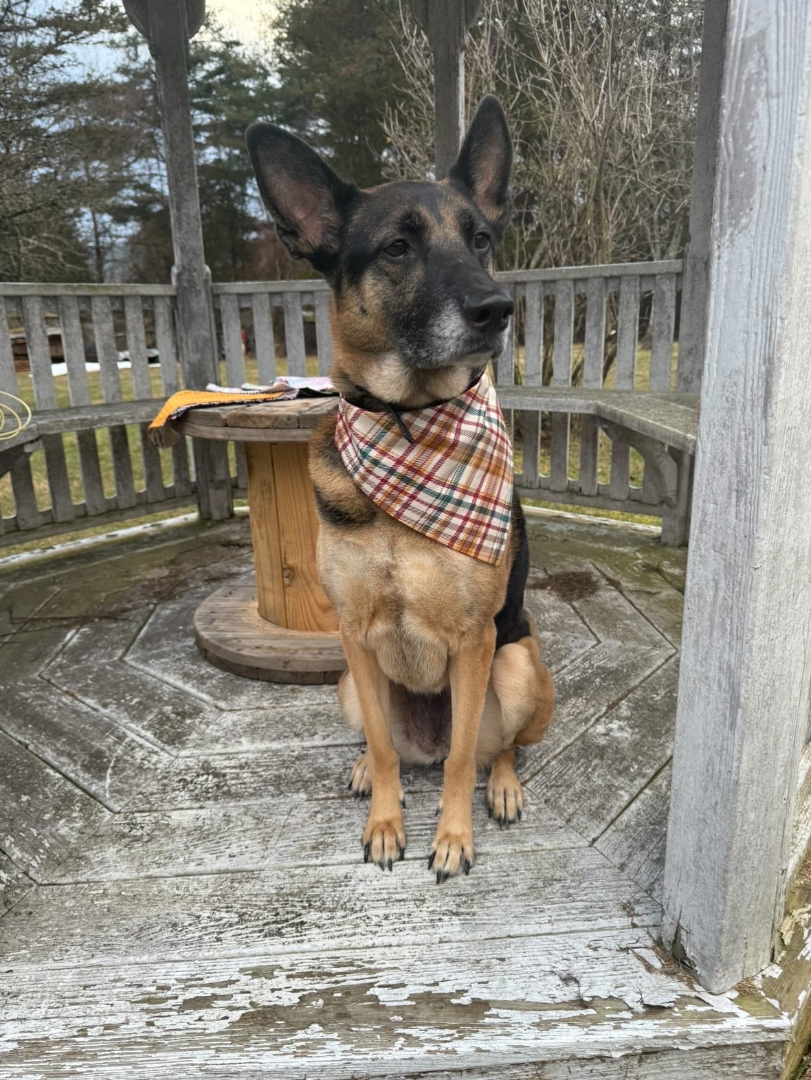 Harvest Plaid / Reversible / Over-the-Collar / Pet Bandana