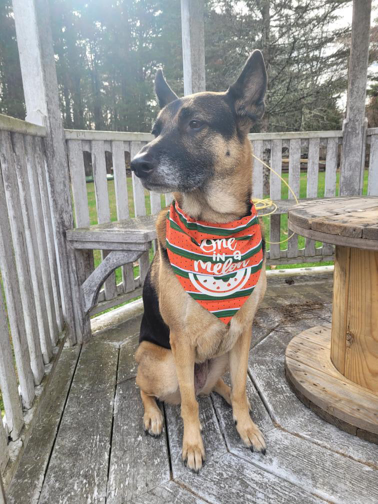 One in a Melon / Reversible / Over-the-Collar / Pet Bandana