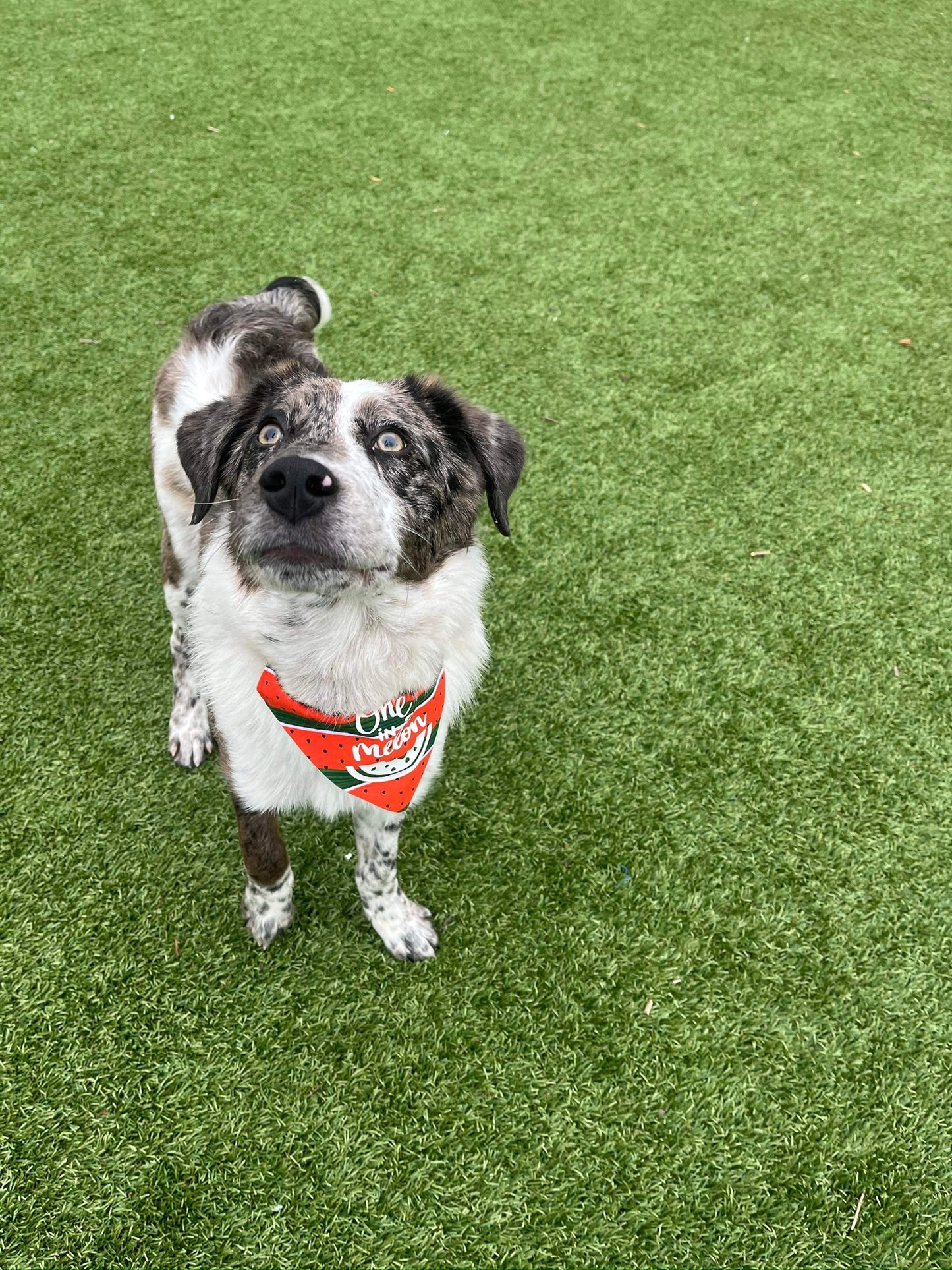 One in a Melon / Reversible / Over-the-Collar / Pet Bandana