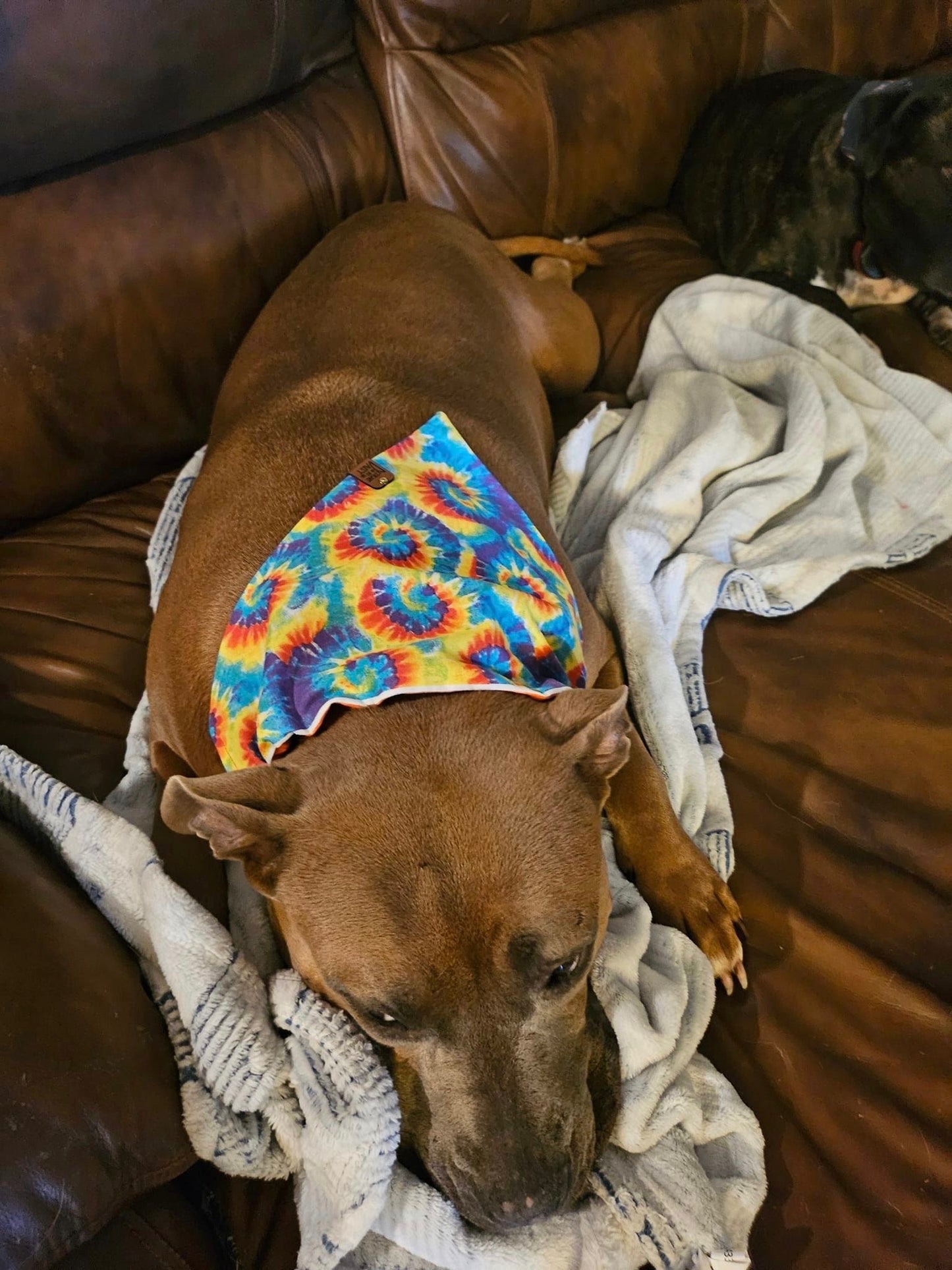 Spirals in Color / Reversible / Over-the-Collar / Pet Bandana